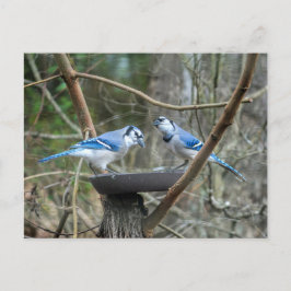 Ein Paar blaue Jay am fütternd Bahnhof hören zu Postkarte