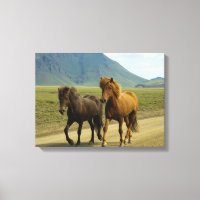 Ein Paar brauner isländischer Ponys
