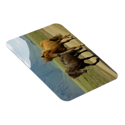 Ein Paar brauner isländischer Ponys Magnet (Rechte Seite)