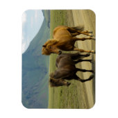 Ein Paar brauner isländischer Ponys Magnet (Vertikal)