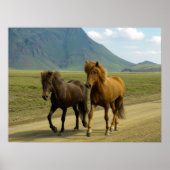 Ein Paar brauner isländischer Ponys Poster (Vorne)