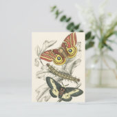 Ein Paar der Mottenpostkarten Postkarte (Stehend Vorderseite)