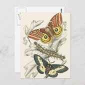 Ein Paar der Mottenpostkarten Postkarte (Vorne/Hinten)