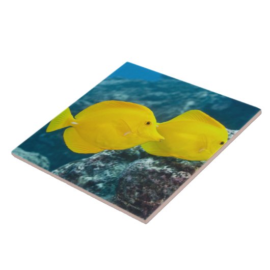 Ein Paar gelbe Gerüche Fliese (Seite)