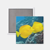 Ein Paar gelber Tangs Magnet (Vorderseite/Rückseite)