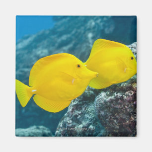 Ein Paar gelber Tangs Magnet