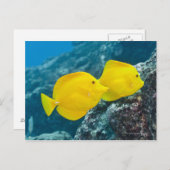 Ein Paar gelber Tangs Postkarte (Vorne/Hinten)