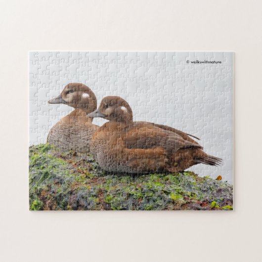 Ein Paar Harlequin-Enten auf den Felsen Puzzle (Horizontal)
