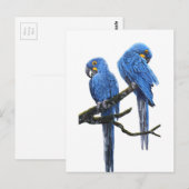 Ein Paar Hyacinth Macaws Postkarte (Vorne/Hinten)