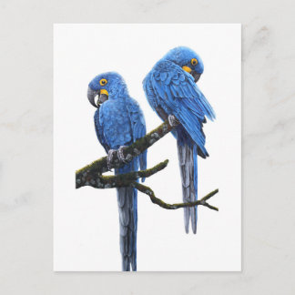 Ein Paar Hyacinth Macaws Postkarte