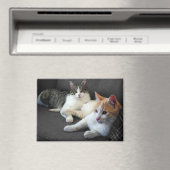 Ein paar Kätzchen Magnet (In Situ (Geschirrspüler))