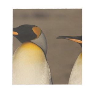 Ein Paar König Pinguine (Aptenodytes p. Notizblock