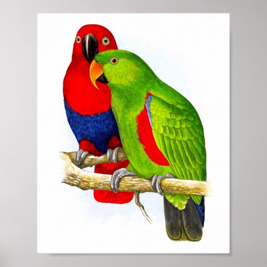 Ein Paar Parrots No.5 Antique Bird Repro Print Poster (Vorne)