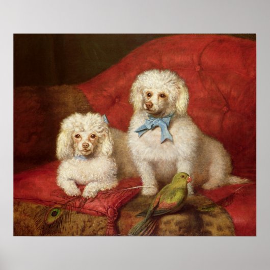 Ein Paar Poodles Poster (Vorne)