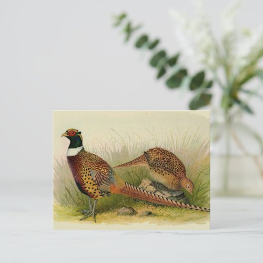 Ein Paar Ring mit halshaltigem Fasan in einem Gras Postkarte (Stehend Vorderseite)