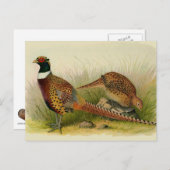 Ein Paar Ring mit halshaltigem Fasan in einem Gras Postkarte (Vorne/Hinten)