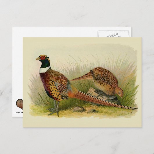 Ein Paar Ring mit halshaltigem Fasan in einem Gras Postkarte (Vorne/Hinten)