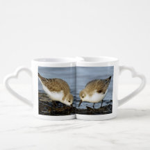 Ein Paar Sanderlings Shares