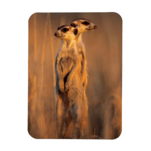 Ein Paar Surikate, die bei Sonnenuntergang auf ein Magnet