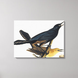 Ein Paar von Boot-Angebundenem Grackles Leinwanddruck