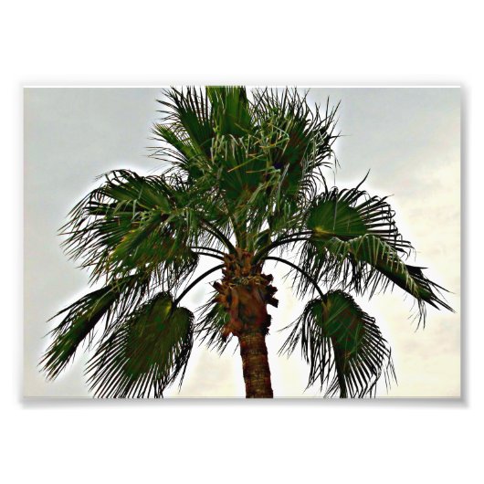 Ein Palm Tree Foto drucken (Vorne)