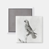 Ein Papagei, 1786 Magnet (Vorderseite/Rückseite)