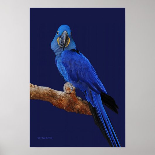 Ein Papageienprinz Poster (Vorne)