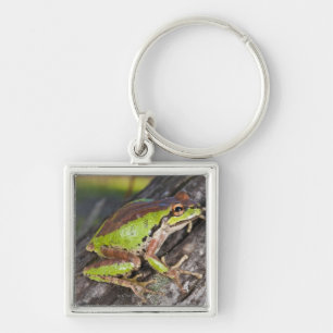 Ein pazifisches treefrog gehockt auf einem Klotz Schlüsselanhänger