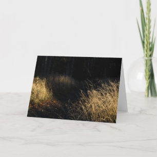 Ein Pfad durch einen Wald mit goldenem Gras im Son Karte