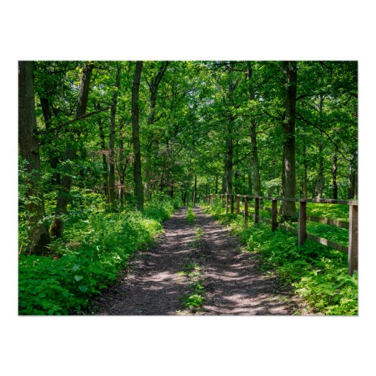 Ein Pfad im grünen Wald Poster (Vorderseite)