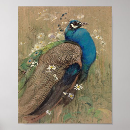 Ein Pfau und Marguerites | Edwin John Alexander Poster (Vorne)