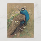 Ein Pfau und Marguerites | Edwin John Alexander Postkarte (Vorderseite)