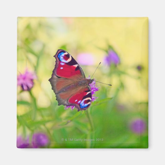 Ein Pfauenschmetterling in leuchtenden Farben Magnet (Vorne)