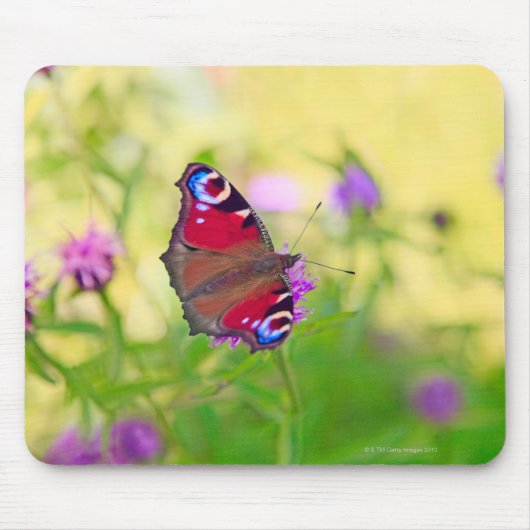 Ein Pfauenschmetterling in leuchtenden Farben Mousepad (Vorne)