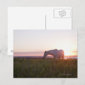 Ein Pferd auf dem Feld Postkarte (Vorne/Hinten)