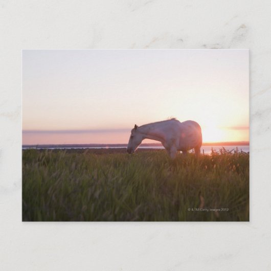 Ein Pferd auf dem Feld Postkarte (Vorderseite)