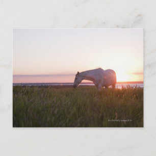 Ein Pferd auf dem Feld Postkarte