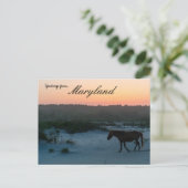Ein Pferd bei Sunset auf Assateague Island Marylan Postkarte (Stehend Vorderseite)
