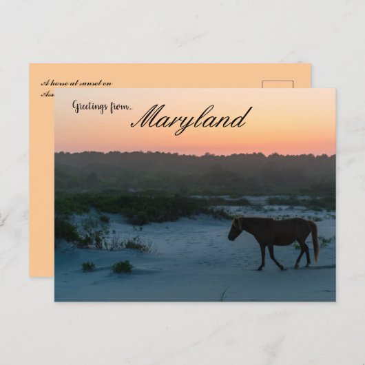 Ein Pferd bei Sunset auf Assateague Island Marylan Postkarte (Vorne/Hinten)