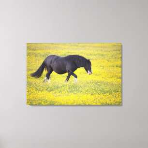Ein Pferd, das auf einem Gebiet der gelben Blumen Leinwanddruck