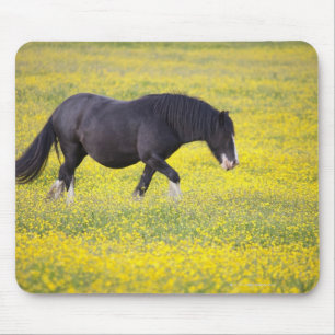 Ein Pferd, das auf einem Gebiet der gelben Blumen Mousepad