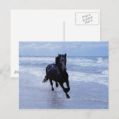 Ein Pferd frei und wild Postkarte (Vorne/Hinten)