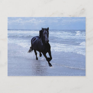 Ein Pferd frei und wild Postkarte