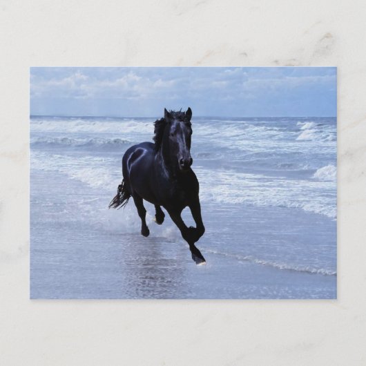 Ein Pferd frei und wild Postkarte (Vorderseite)