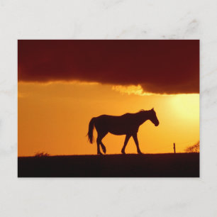Ein Pferd im Sonnenuntergang Postkarte
