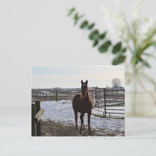 Ein Pferd im Winter mit Schnee Postkarte (Stehend Vorderseite)