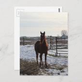 Ein Pferd im Winter mit Schnee Postkarte (Vorne/Hinten)