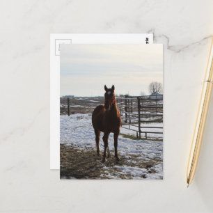 Ein Pferd im Winter mit Schnee Postkarte