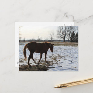 Ein Pferd im Winter Postkarte