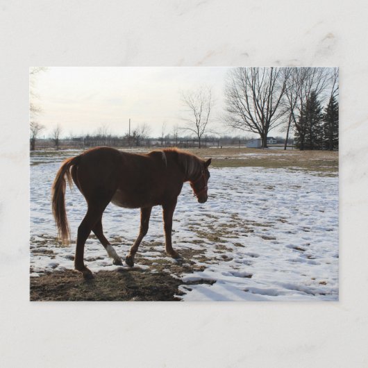 Ein Pferd im Winter Postkarte (Vorderseite)